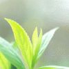 Henna Leaves