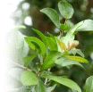Henna plant